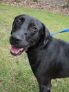 Raya the Lab Puppy