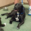 Raya the Lab Puppy