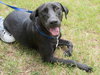 Raya the Lab Puppy