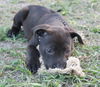 Tuck the Lab Puppy