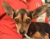 Griffin the Chi-Weenie