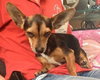 Griffin the Chi-Weenie
