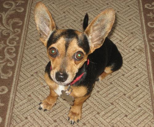 Griffin the Chi-Weenie