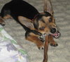 Griffin the Chi-Weenie