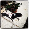 Gia the Sweet Puppy