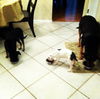 Gia the Sweet Puppy