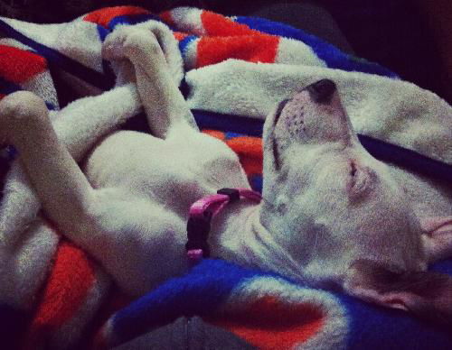 Gia the Sweet Puppy