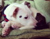 Gia the Sweet Puppy