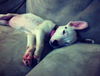 Gia the Sweet Puppy