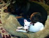 Gia the Sweet Puppy