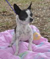 Little Richie the Chihuahua