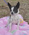 Little Richie the Chihuahua