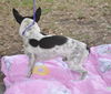 Little Richie the Chihuahua