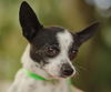 Little Richie the Chihuahua