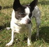 Little Richie the Chihuahua