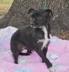 Teenie Marie the Tiny Chihuahua/Terrier