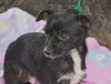 Teenie Marie the Tiny Chihuahua/Terrier