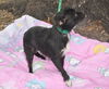 Teenie Marie the Tiny Chihuahua/Terrier