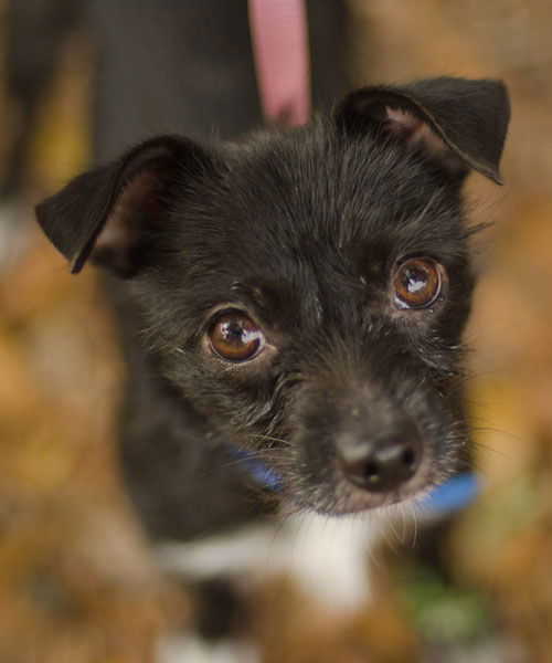 Teenie Marie the Tiny Chihuahua/Terrier