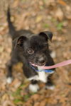 Teenie Marie the Tiny Chihuahua/Terrier