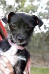Teenie Marie the Tiny Chihuahua/Terrier