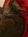 Tabitha the Tiny Blue Beauty