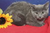 Tabitha the Tiny Blue Beauty
