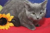Tabitha the Tiny Blue Beauty