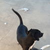 Keys the Pointer/Hound Puppy