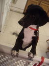 Keys the Pointer/Hound Puppy