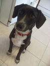 Keys the Pointer/Hound Puppy