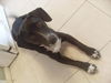 Keys the Pointer/Hound Puppy
