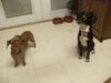 Keys the Pointer/Hound Puppy