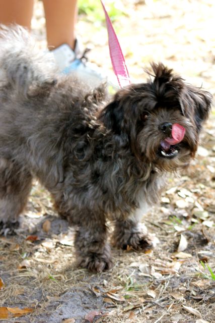 Jem the Shih Tzu/Poodle