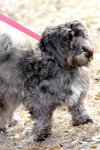 Jem the Shih Tzu/Poodle