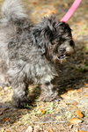 Jem the Shih Tzu/Poodle