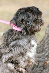 Jem the Shih Tzu/Poodle