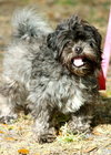 Jem the Shih Tzu/Poodle