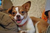 Little Red the Chihuahua