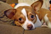 Little Red the Chihuahua