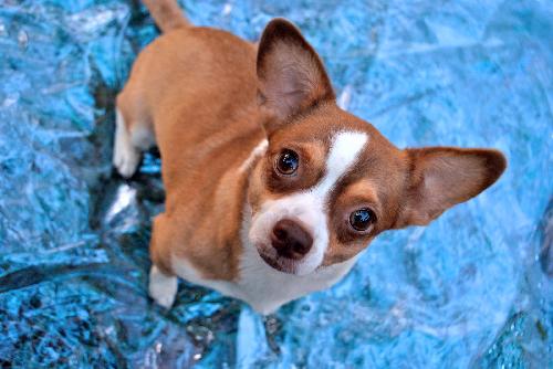 Little Red the Chihuahua