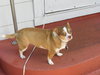 Little Red the Chihuahua