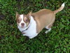 Little Red the Chihuahua