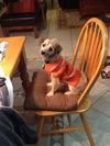 Allan the Terrier/Poodle Puppy