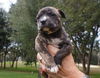Basil the Bulldog Puppy