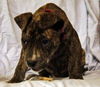Basil the Bulldog Puppy