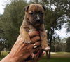 Capone the Bulldog Puppy
