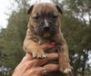 Capone the Bulldog Puppy