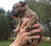 Capone the Bulldog Puppy