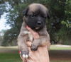 Grizzley the Bulldog Puppy